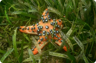 Image by drahmawati@wcs.org (Ditta)/ sfadela@wcs.org (Sheyka)