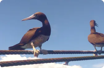 Image by damariles@wcs.org