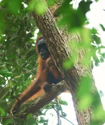 Image by wcsmalaysia@wcs.org