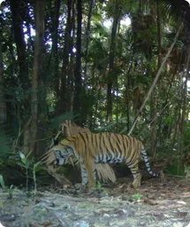 Image by wcsmalaysia@wcs.org