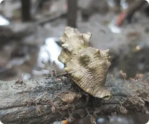 Image by damariles@wcs.org