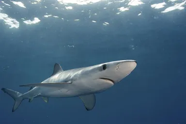 Blue shark