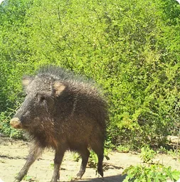 Image by wcsparaguay@wcs.org