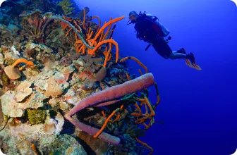 Image by nrossi@wcs.org