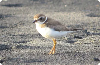 Image by fsantos@wcs.org