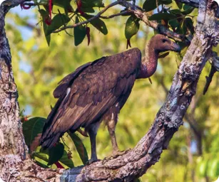 Image by Ashish John