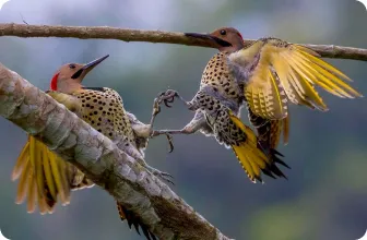 Image by nrossi@wcs.org