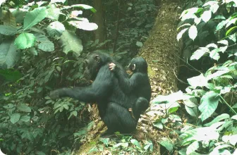 Image by WCS Nigeria