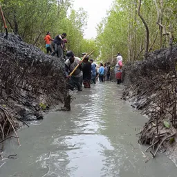 Restauracion Canal Bebrberia