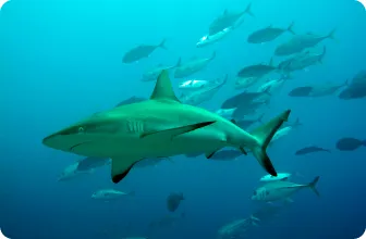 Image by sjupiter@wcs.org