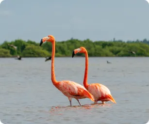 Image by nrossi@wcs.org