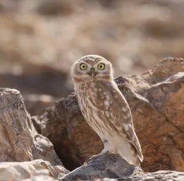 little owl (Tafila).jpg