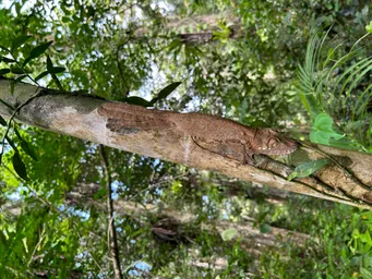2023_Bioparc_Farankaraina_Uroplatus fimbriatus (1).jpeg