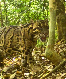 Image by WCS Cameral trap image