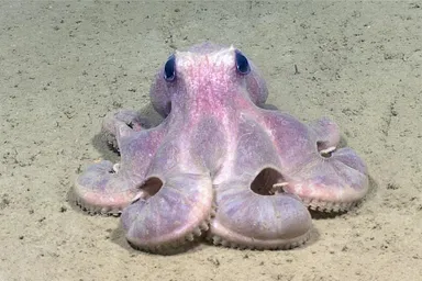 Octopod (Graneledone verrucosa) seen while diving in Hudson Canyon.