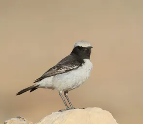 Red Rumped Wheatear 