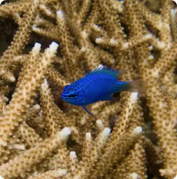 Image by starigan@wcs.org (Sukma)/ drahmawati@wcs.org (Ditta)/ rrimayanti@wcs.org (Ratih)