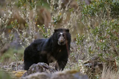 Andean bear, Madidi Tambopata