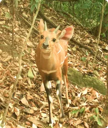 Image by WCS Nigeria