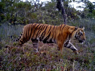 Image by indonesia@wcs.org