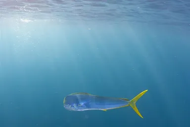 Dolphinfish or mahi mahi